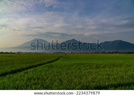 Green expanse of rice fields with views of mountains and hills in cloudy sky weather