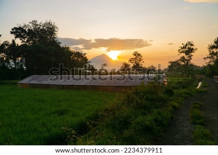 Sunrise in rice field with plant nursery