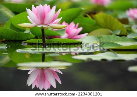 Lotus flower beautiful in the pond