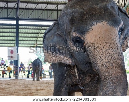 Black elephant face, small eyes, thick big ears
