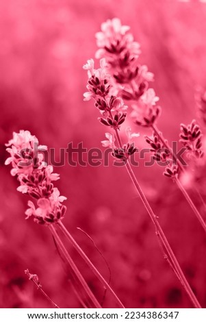 Lavender flower on the background of the lavender field. Vertical image. New 2023 trending PANTONE 18-1750 Viva Magenta color.  