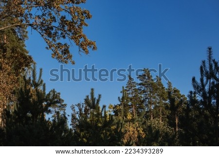 blue autumn sky in forest trees frame