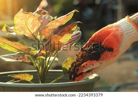 Close up white-orange gloved hands lay peat moss organic matter improve soil grounds as fertilizer to the plant in the potted, Environment concept. Royalty-Free Stock Photo #2234393379