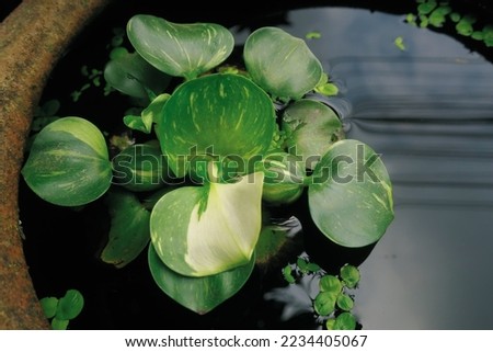 Water hyacinth with mixed color green and white pattern leaf, surface floating plant