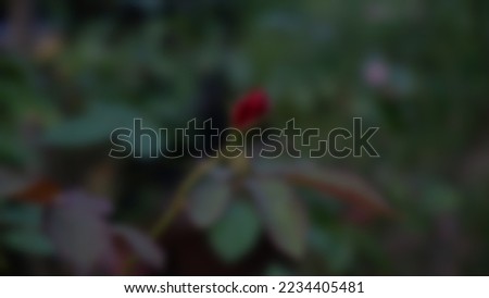 blured background photo of a rose and leaves, with warm colour tone