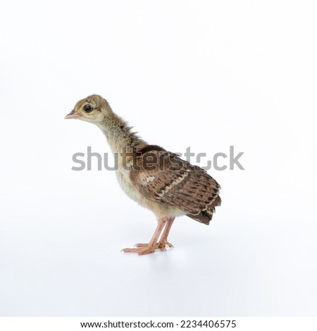 A little, light brown young Indian peafowl was photographed up close in a studio against a stark white background. Royalty-Free Stock Photo #2234406575