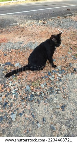 the beautiful black cat beside the road