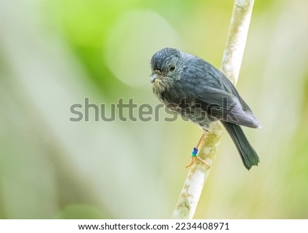 North Island Robin (Petroica longipes), an endemic species of New Zealand of forested area’s. Royalty-Free Stock Photo #2234408971