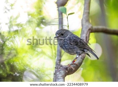 North Island Robin (Petroica longipes), an endemic species of New Zealand of forested area’s. Colour ringed. Royalty-Free Stock Photo #2234408979