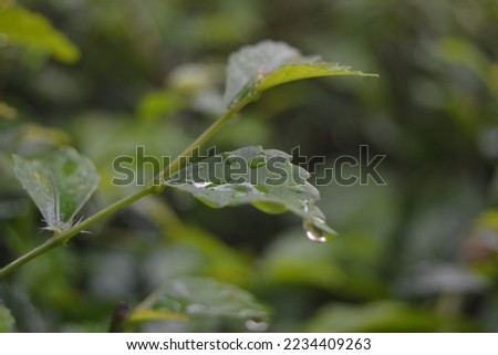 the dew that sticks to the leaves in the morning feels very refreshing