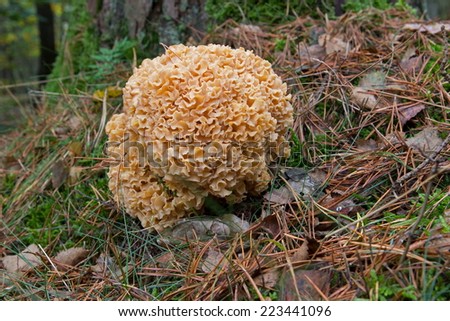 Large sponge mushroom at the base of a tree, The Netherlands Royalty-Free Stock Photo #223441096