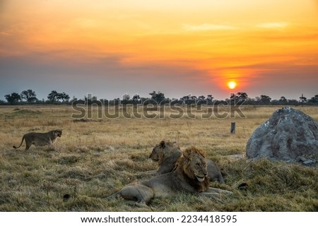 Three lions at sunset in the Moremi Game Reserve in the Okavango Delta in Botswana