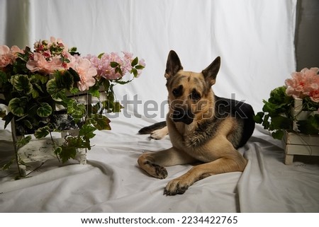 Cute funny big dog near decorations of flower. Pet german shepherd at home before holiday. Strange swiss shepherd dog posing in the room during photo shoot