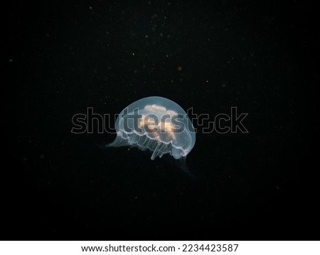 A close-up picture of a Moon jellyfish or Aurelia aurita with black seawater background. Picture from Oresund, Malmo Sweden. Cold water scuba diving