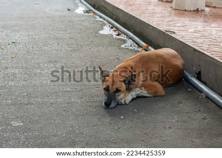 a brown dog relax sleep on blur background.