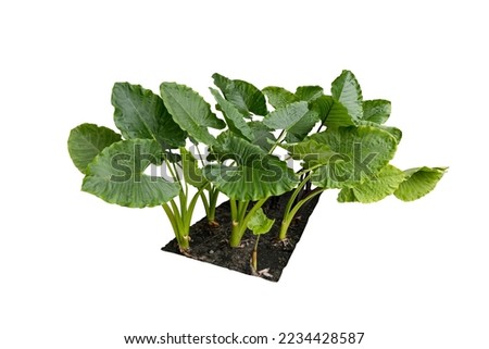 Alocasia macrorrhizos, Alocasia odora, Close up beautiful big green leaf with stalk isolated on white background. with clipping path