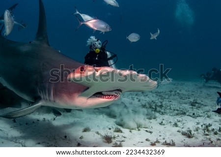 A great hammerhead with a piece of bait in it's jaws Royalty-Free Stock Photo #2234432369