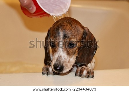 An 8 week old dachshund puppy that is peeking out of the side of a bath tub.