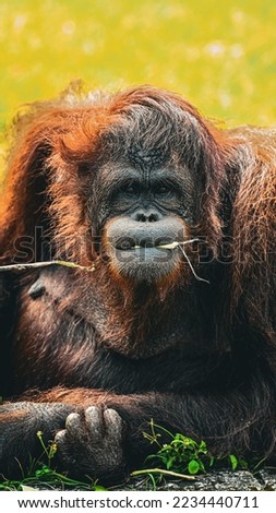 hungry Big Apes or Orang Utan with orange hairy eating food Royalty-Free Stock Photo #2234440711