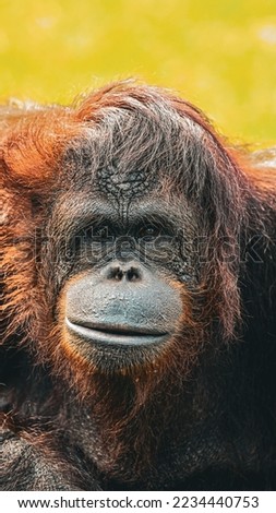 Wallpaper of Big Apes or Orang Utan , orang-utan, orangutang, or orang-utang old animal rests in the tropical rainforest with orange hairy watching at you Royalty-Free Stock Photo #2234440753