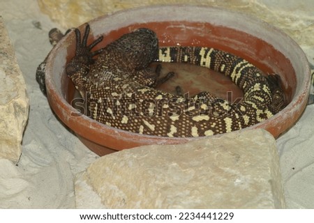 Closeup on a captive, Gila monster, heloderma suspectum, hydrating from a water ball at the Zoo Royalty-Free Stock Photo #2234441229