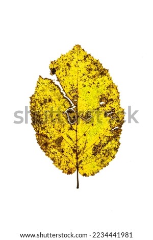 High Key Image of fallen beech leaf beginning to decay on white background