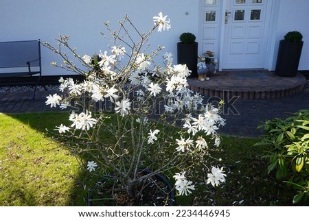 Magnolia stellata blooms with white flowers in April. Magnolia stellata, the star magnolia, is a slow-growing shrub or small tree in the family Magnoliaceae. Berlin, Germany
