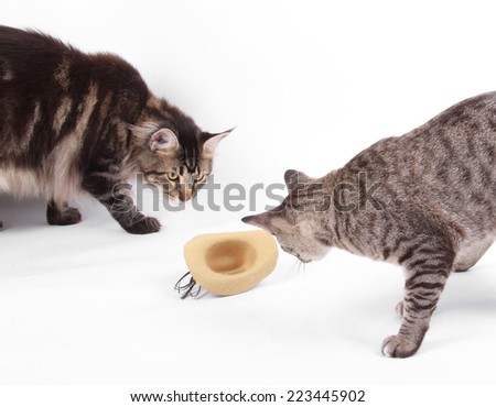 Brown Tabby and Maine Coon Cat with Cowboy Hat isolated on white
