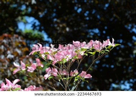 Flowering Dogwood Cherokee Chief flowers - Latin name - Cornus florida Cherokee Chief Royalty-Free Stock Photo #2234467693