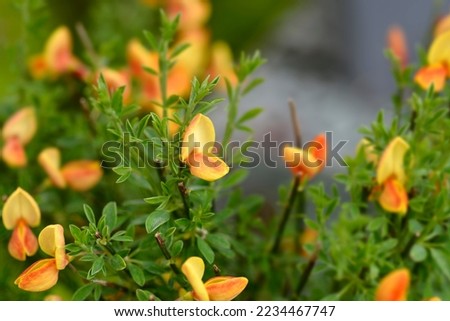 Broom Apricot Gem flowers - Latin name - Cytisus Apricot Gem Royalty-Free Stock Photo #2234467747