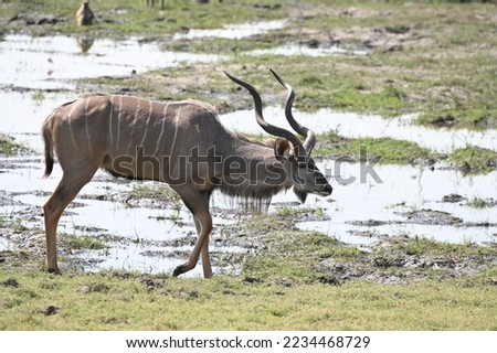 A spiraled-horned single, male greater kudu, grazing and walking in Chobe Nationalpark, Botswana