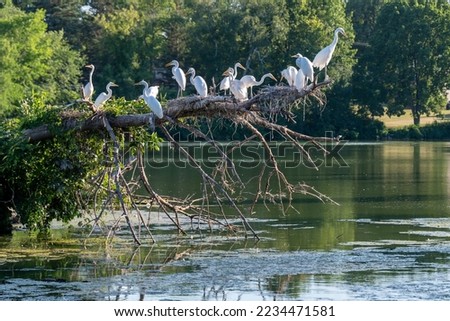 White egrets perched on tree branches with nests above a lake in rural Minnesota, USA.
 Royalty-Free Stock Photo #2234471581