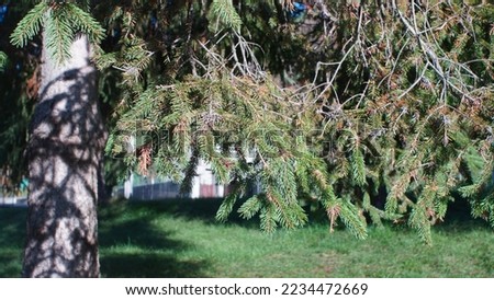 European spruce (Picea abies) at the park. Close up look. Autumn season