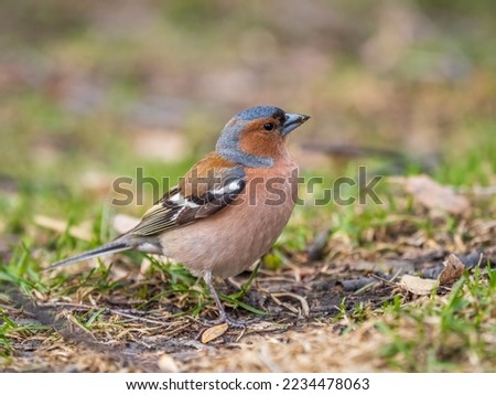 Common chaffinch sits on a green lawn in spring. Beautiful songbird Common chaffinch in wildlife. The common chaffinch or simply the chaffinch, latin name Fringilla coelebs. Royalty-Free Stock Photo #2234478063