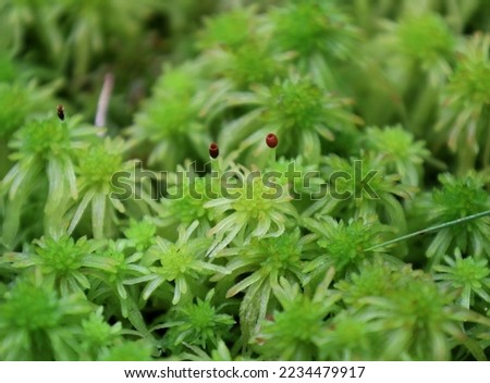 Green sphagnum moss in the bog Royalty-Free Stock Photo #2234479917