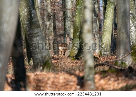 Deer in the early spring forest