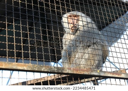 Beautiful hamadryas baboon inside of cage in zoo, low angle view