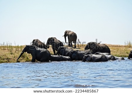 A herd of elephants crossing the Chobe river, at Chobe nationalpark in Botswana 