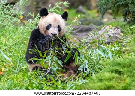 Young giant panda eating bamboo in the grass, portrait