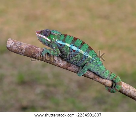 juvenile panther chameleon on a tree branch