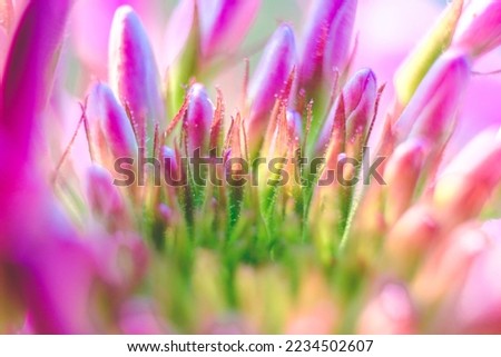 Red clover flower close up macro 
