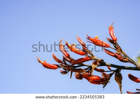 New Zealand flax flower against blue sky