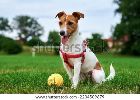 Cute active dog walking at green grass, playing with toy ball. Close up outdoors portrait of funny Jack Russell Terrier Royalty-Free Stock Photo #2234509679