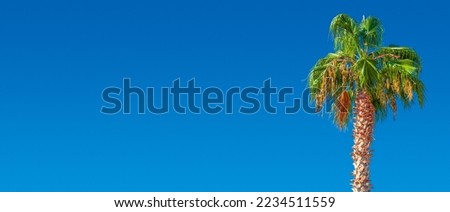 Banner holiday concept with a big date palm tree with orange fruits at blue sky gradient background with copy space