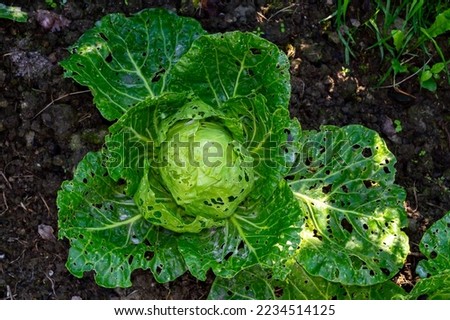 cabbage leaves damaged by pests