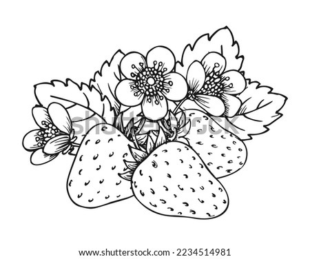 Strawberry bunch of three berries. Coloring book page. Whole ripe wild forest berry with leaves and blossom flowers. Tasty sweet fresh fruit. Juicy strawberries handdrawn clip art black white sketch