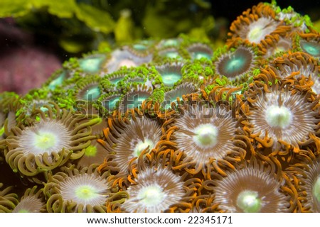 These are different colored marine zoanthids encrusting a rock.