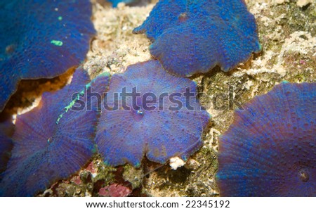 These are bright blue and purple marine mushrooms.