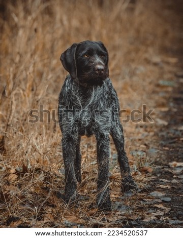 german wirehaired pointer in a break on the hunt Royalty-Free Stock Photo #2234520537