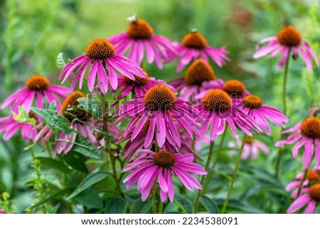 Purple coneflowers growing in the native plant garden Royalty-Free Stock Photo #2234538091